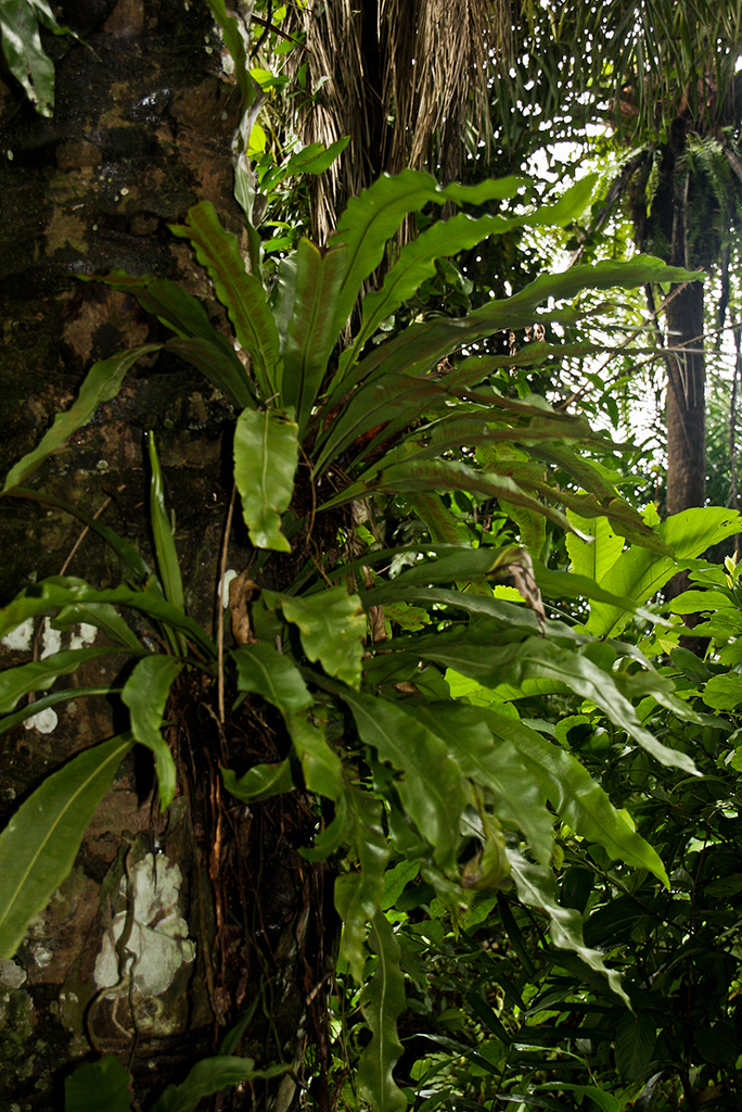 Bird's nest fern