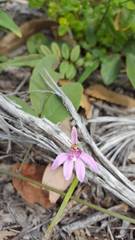 Caladenia quadrifaria