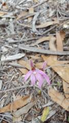 Caladenia quadrifaria