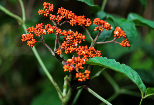 Leea guineensis image