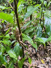 Diploderma polygonatum