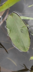Potamogeton natans