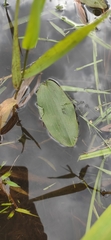 Potamogeton natans
