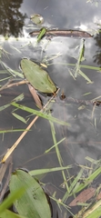 Potamogeton natans
