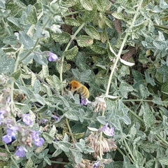 Bombus pascuorum