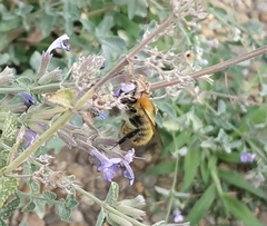 Bombus pascuorum