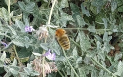 Bombus pascuorum