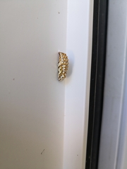 Melitaea didyma