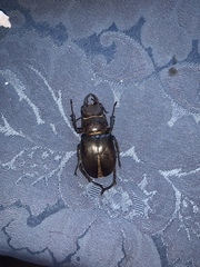 Lucanus tetraodon