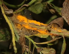 Puccinia evadens