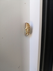 Melitaea didyma