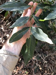 Flindersia australis