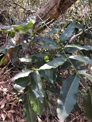 Flindersia australis