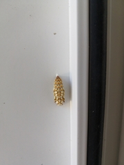Melitaea didyma