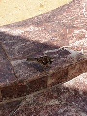 Passer domesticus niloticus