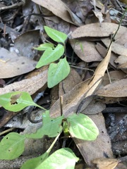 Pseuderanthemum variabile