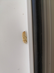 Melitaea didyma