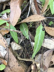 Pseuderanthemum variabile