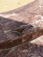 Passer domesticus niloticus