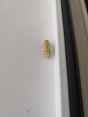 Melitaea didyma