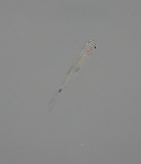 Rasbora elegans