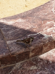 Passer domesticus niloticus