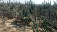 Stenocereus standleyi