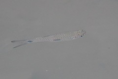 Rasbora elegans