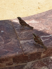 Passer domesticus niloticus