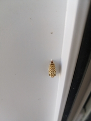 Melitaea didyma
