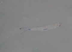 Rasbora elegans