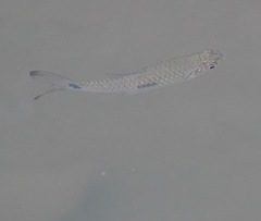 Rasbora elegans
