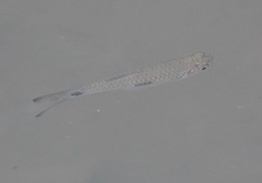 Rasbora elegans