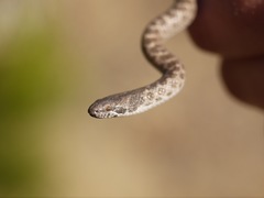 Hypsiglena ochrorhynchus klauberi