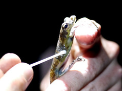 Chiromantis rufescens