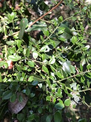 Everistia vacciniifolia nervosa