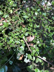 Everistia vacciniifolia nervosa