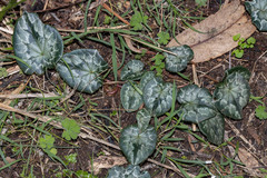 Cyclamen