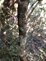 Everistia vacciniifolia nervosa