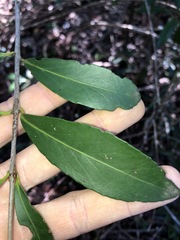 Elaeodendron australe