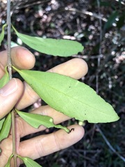 Elaeodendron australe