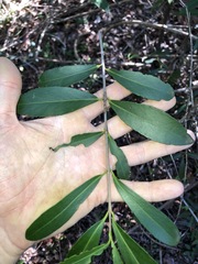 Elaeodendron australe