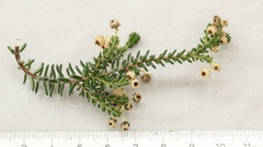 Erica syngenesia