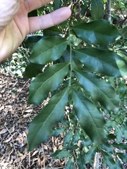 Toechima tenax