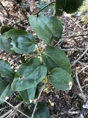 Smilax australis