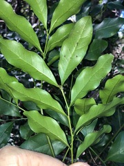 Toechima tenax