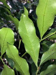 Toechima tenax