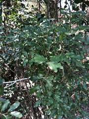 Toechima tenax