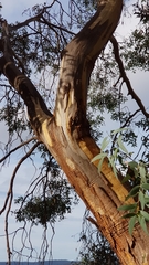 Eucalyptus tenuiramis