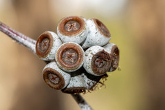 Eucalyptus tenuiramis